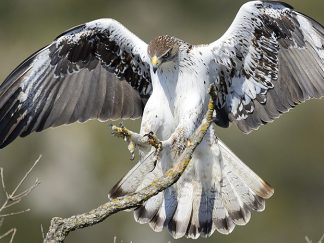 Àliga cuabarrada - Águila perdicera (Aquila fasciata) ACCIPITRIDAE